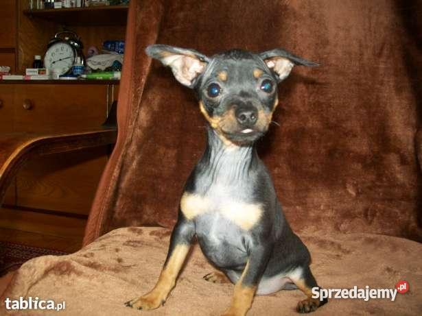 RATLEREK miniaturka małopolskie