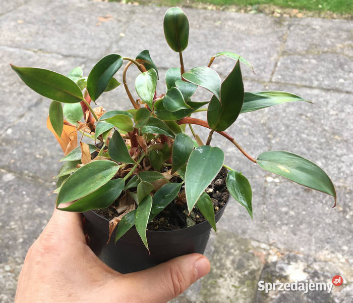 Filodendron Philodendron pincushion miniatura do Kraków