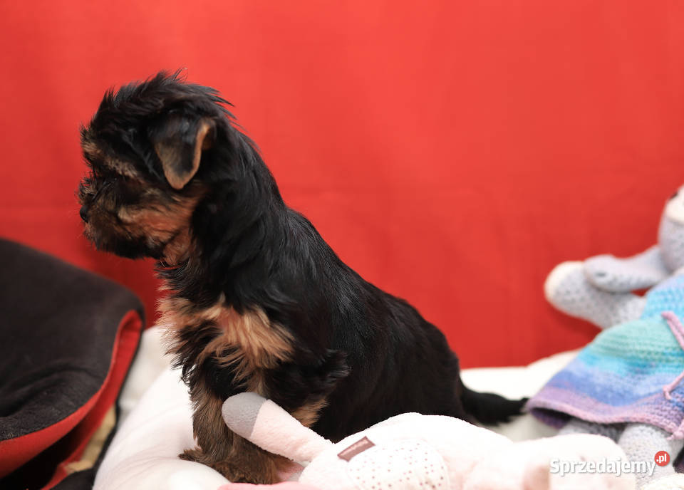 Alutka i siostry Yorkshire Terrier czekają na Oława