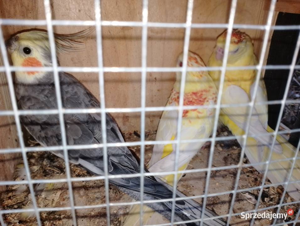 Papugi świergotki Dubin