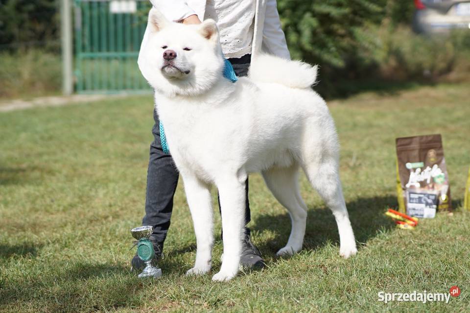 Akita Japońska ZKwP FCI Dalików sprzedam