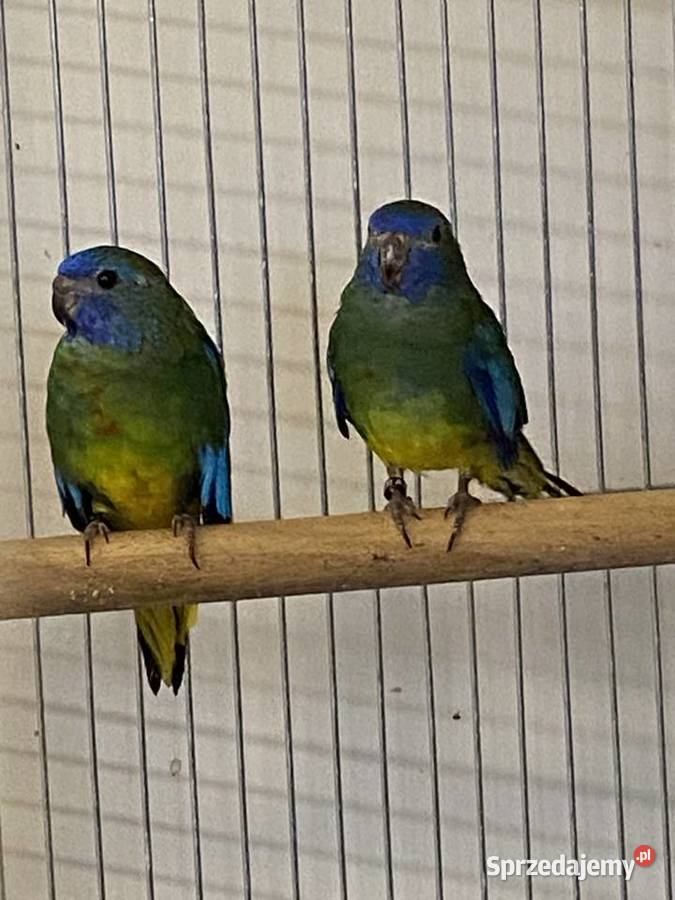 łąkówki wspaniałe Gorzów Wielkopolski