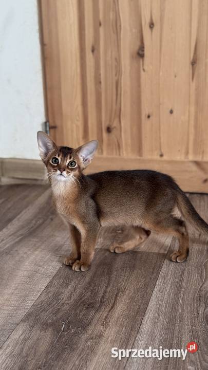 Kocięta abisyńskie rzadkie kolory Gniezno
