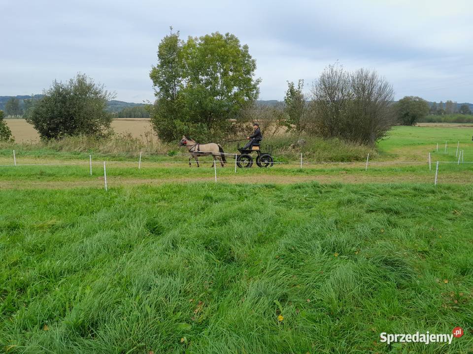 Klacz konik polski sprzedam