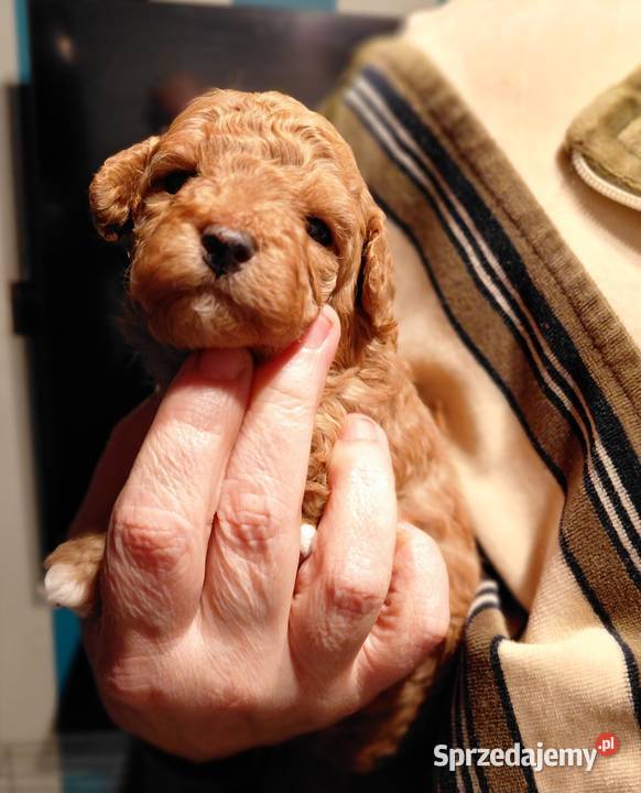 Pudel toy suczka red Psy sprzedam