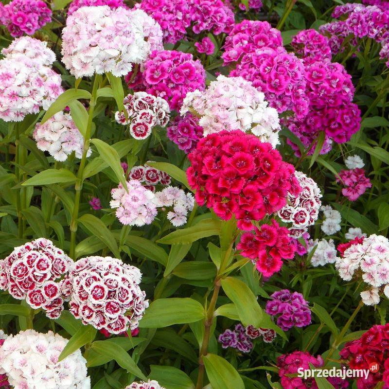 Pomidor dyniapapryczka nasiona Rosyjskie odporne Nowy Sącz