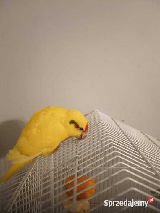 Modrolotki Kozy Dąbrowa Górnicza