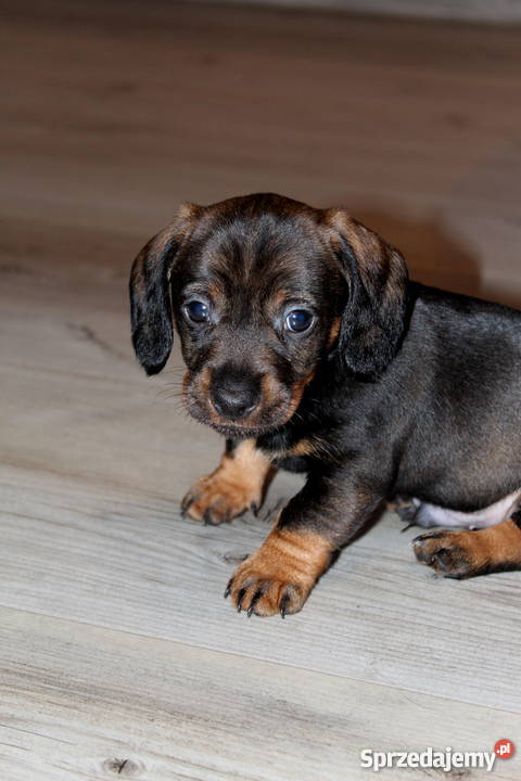 jamnik szorstkowłosy Rudna