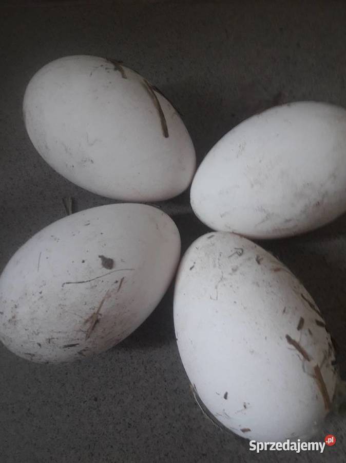 Jajka lęgowe gęsi Landes Wiślica