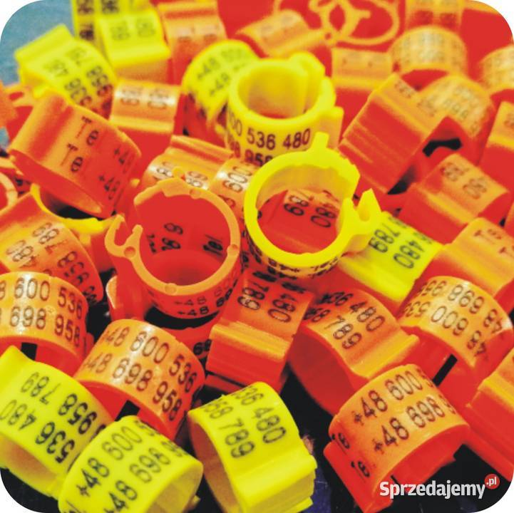 Naklejki na Tipesy Znaczniki Gołębie na obrączki Zawiercie