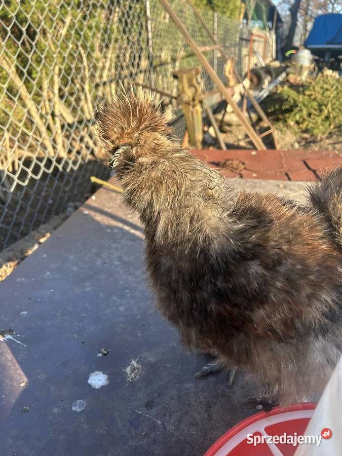 Sprzedam kolorowe koguty silki Lucynów