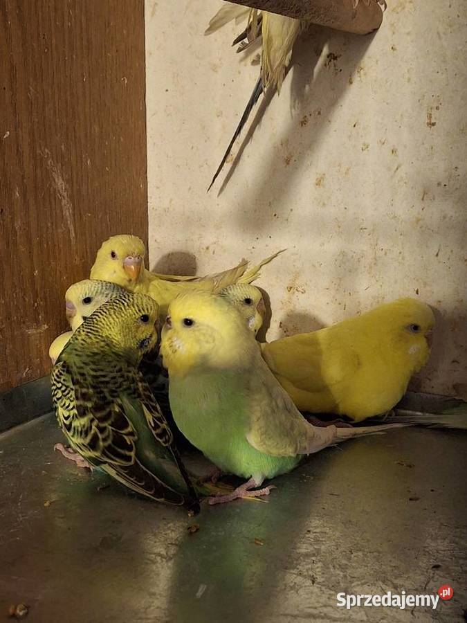 Piękne papuzki faliste i tęczowe Rybnik