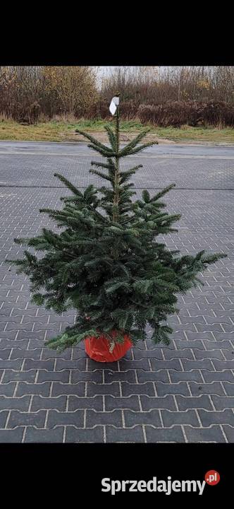 jodła kaukaska rosnąca w donicy kopana cięta60 Grójec