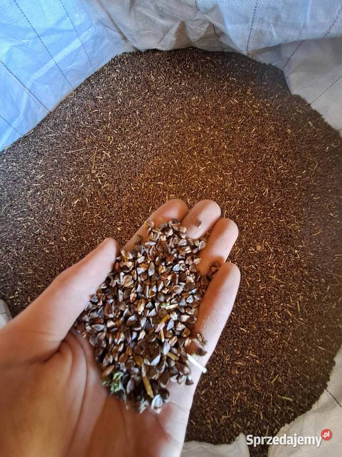 Gryka zbiór 2025 Kolno