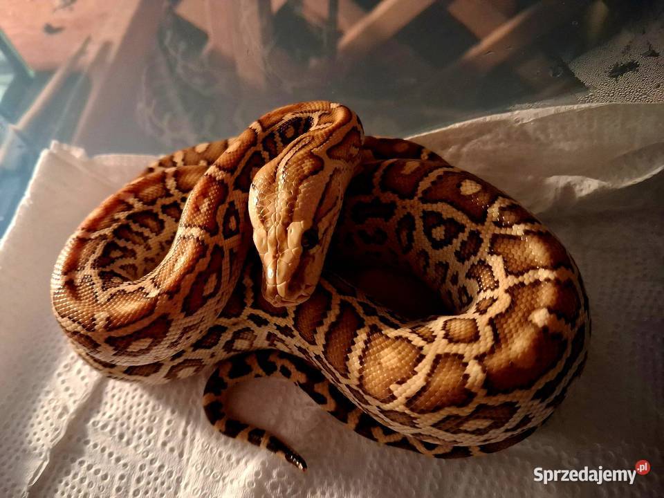 Młode Pytony birmańskie Python bivittatus śląskie Katowice