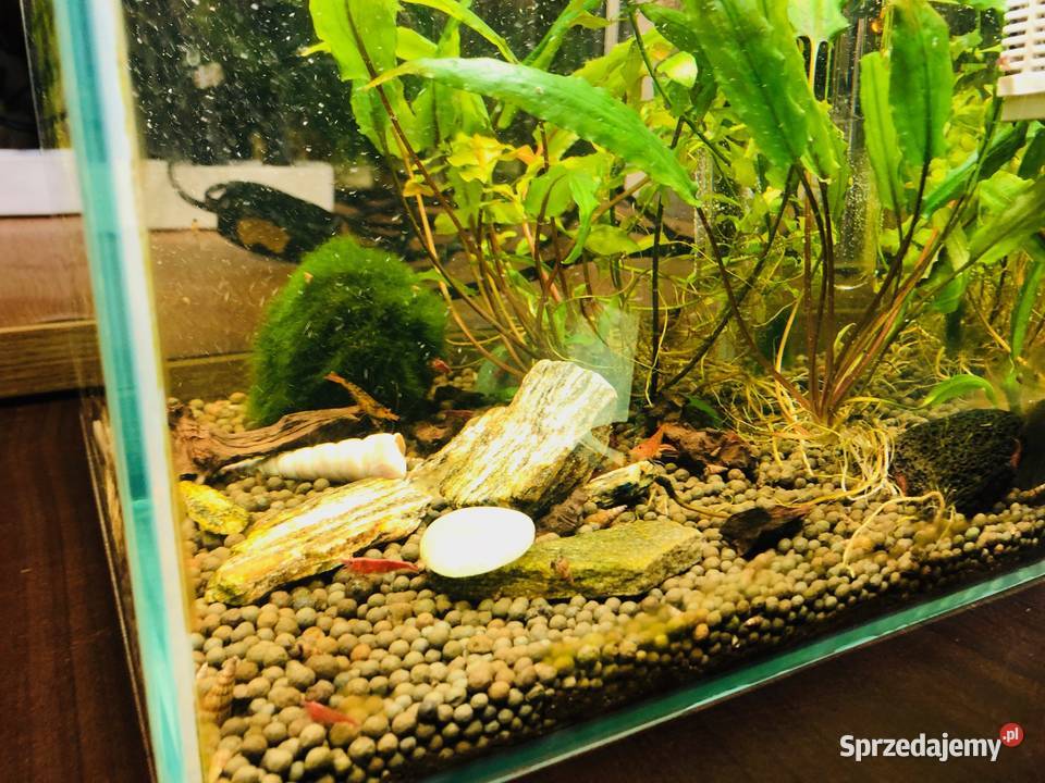Akwarium Aquael krewetkarium kostka łódzkie Justynów