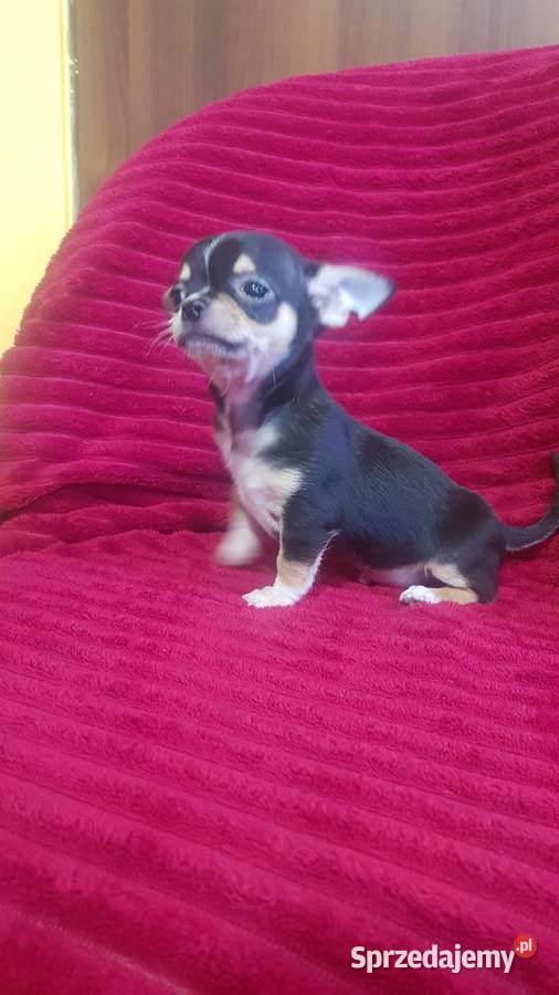 Pieski chihuahua śliczne Chihuahua