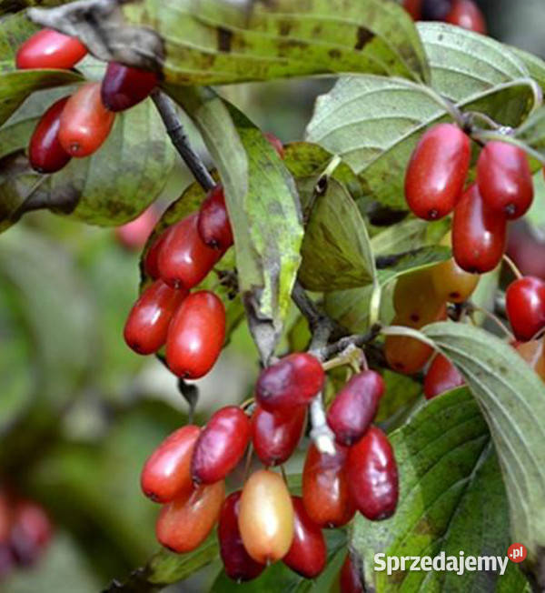 DEREŃ JAPOŃSKI Cornus officinalis NASIONA 130 Lubanie