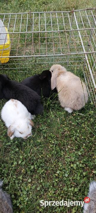 Królik miniaturka baranek i inne Jastrzębie-Zdrój sprzedam