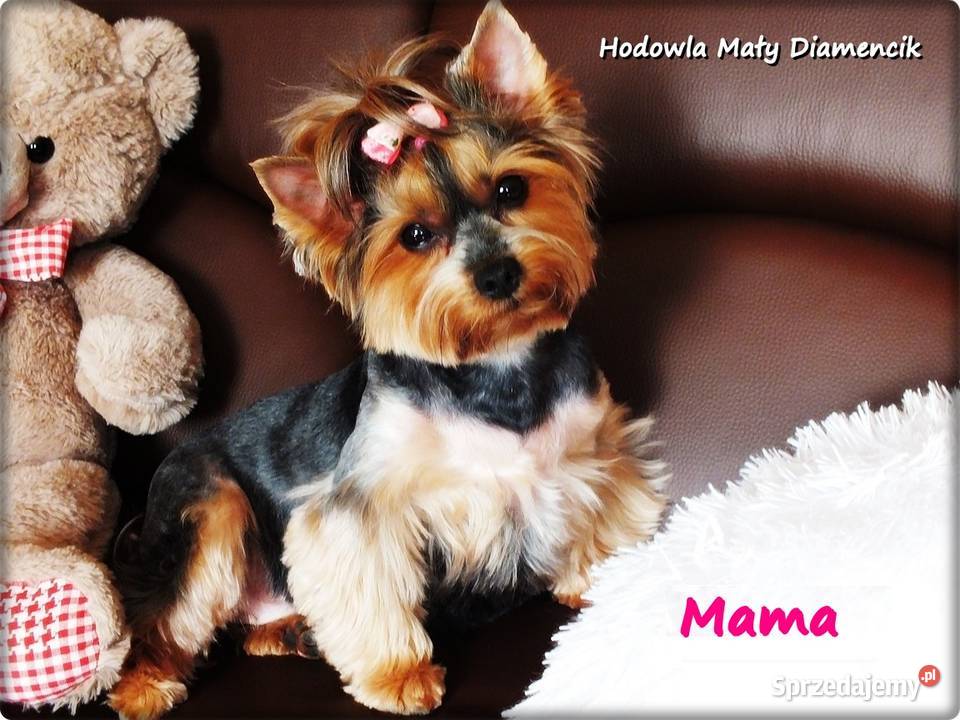 Mini XS Malutki Piesek Yorkshire Terrier Do Żary