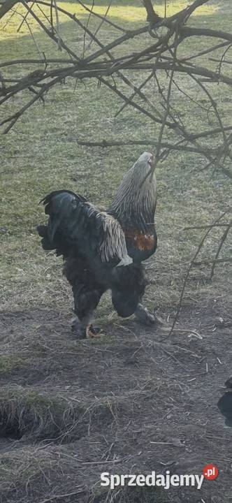 Para kaczek 2025 Sułkowice sprzedam