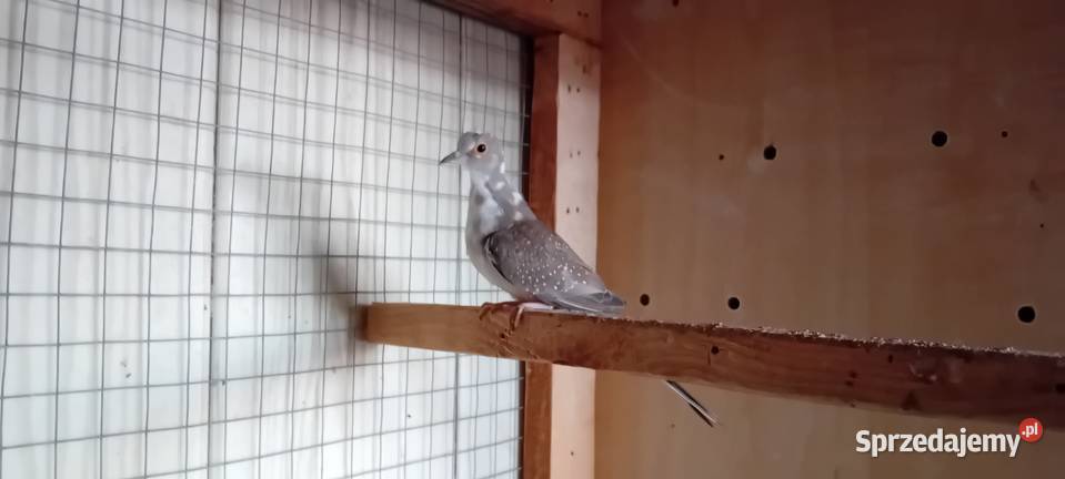 Gołąbek diamentowy szek samczyk 2025 śląskie Pruchna