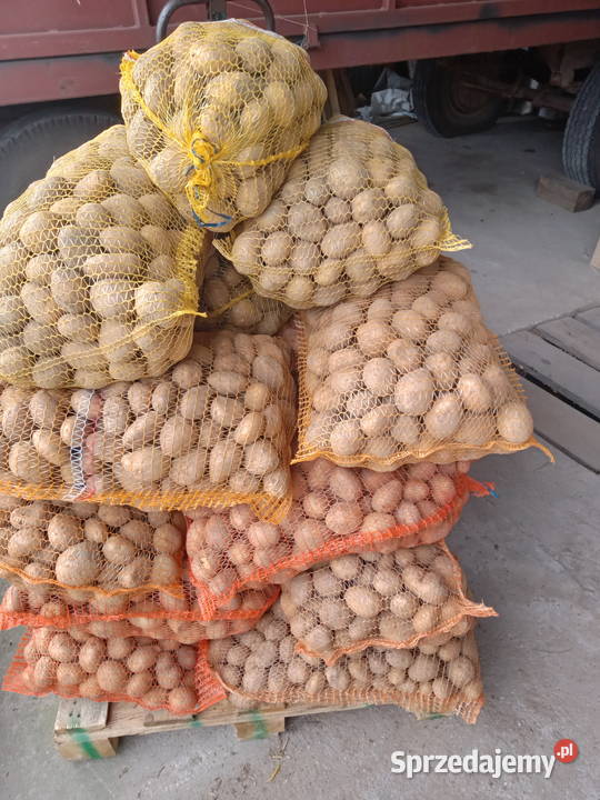 Ziemniaki Jadalne Owacja Wiśniew-Kolonia