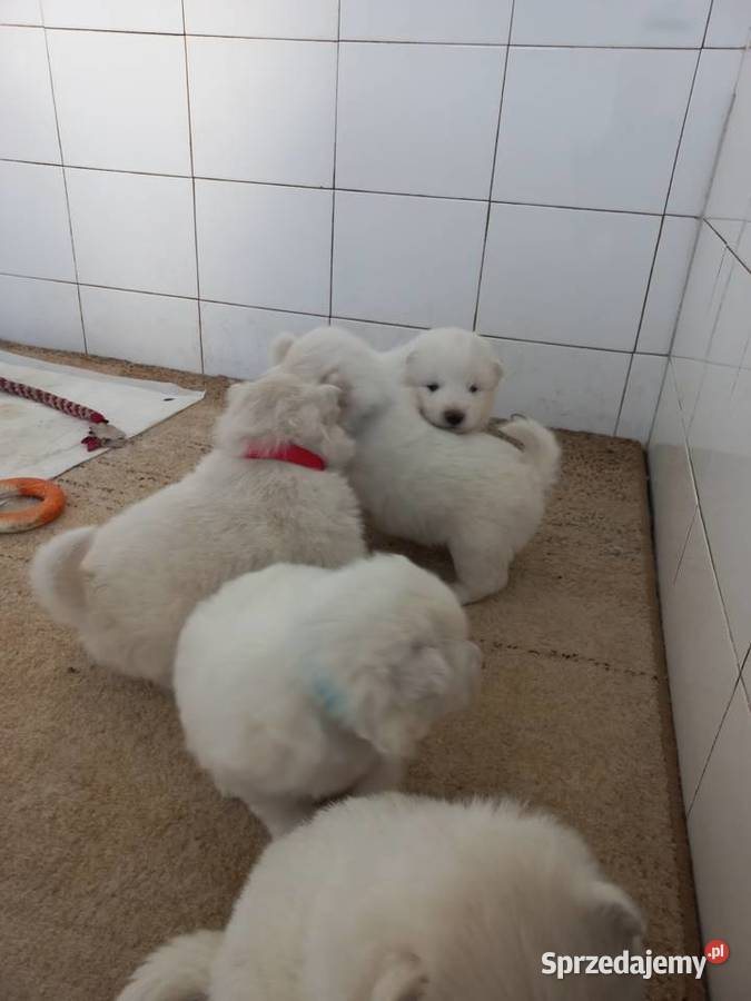 Szczenięta Samoyed Pozostałe Pabianice