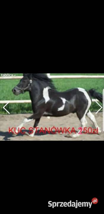 Kuc ogier kryjący 120 150 Krycie klaczy Szamotuły