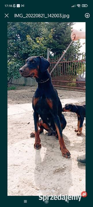 Suczka i piesek rasy Doberman półroczne Michałów