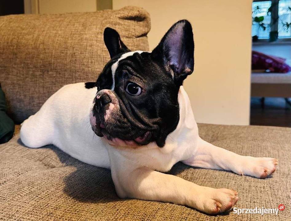 Buldog francuski szczenięta FCI Ząbki