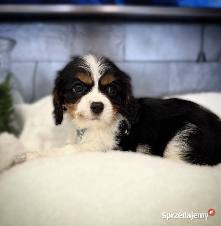 Suczka BONNIE Cavalier King Charles Spaniel Cavalier King Charles Spaniel