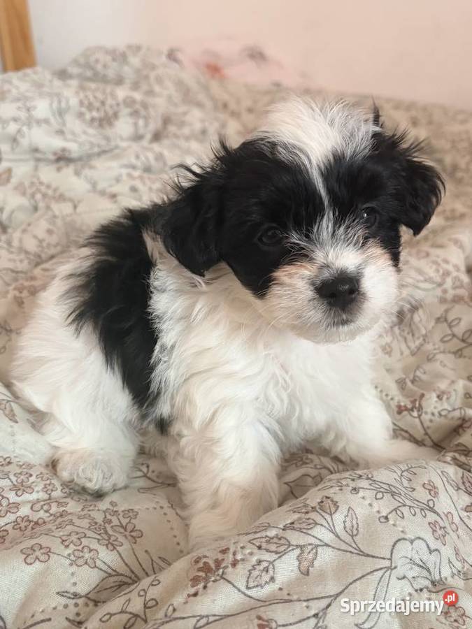 Suczki i piesek Maltipoo F1B z rodowodem szukają lubelskie Puławy