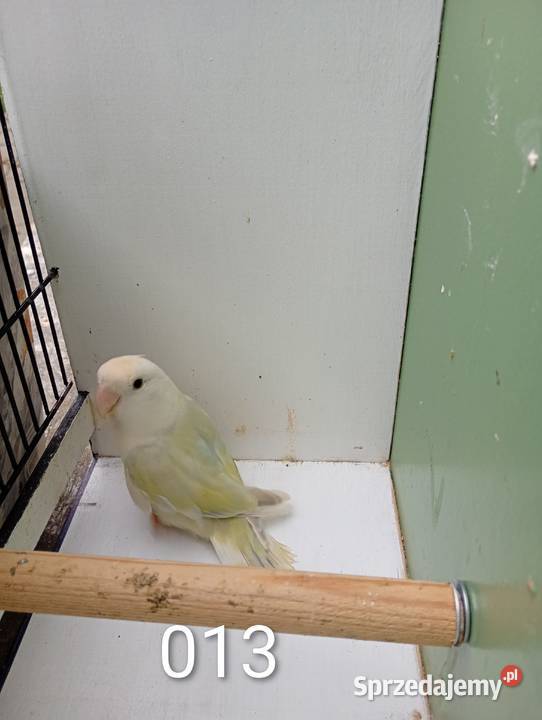 Nierozłączki Niewiesze