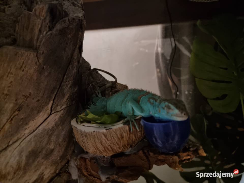 Młody Legwan zielony Blue Brwinów sprzedam