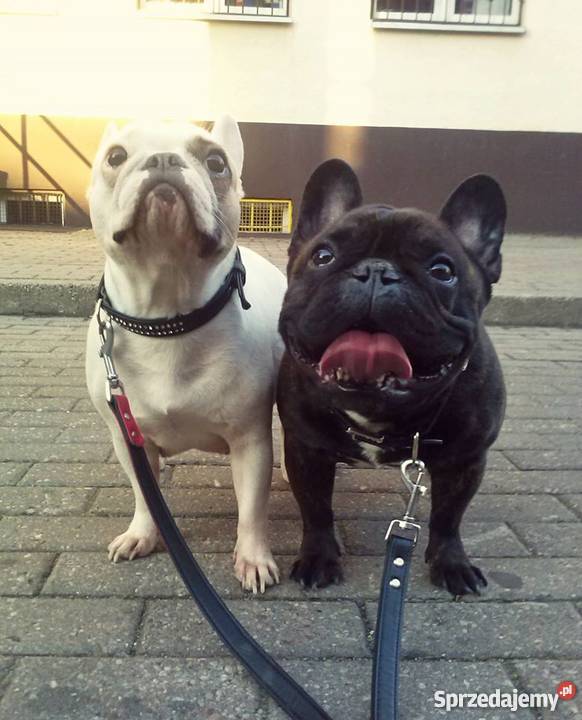 SZCZENIĘTA RASY BULDOG FRANCUSKI FCI Zwierzęta Bydgoszcz