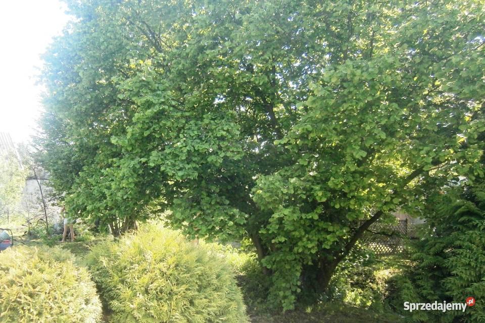 dom Ostaszewo parterowy Domy pomorskie Ostaszewo