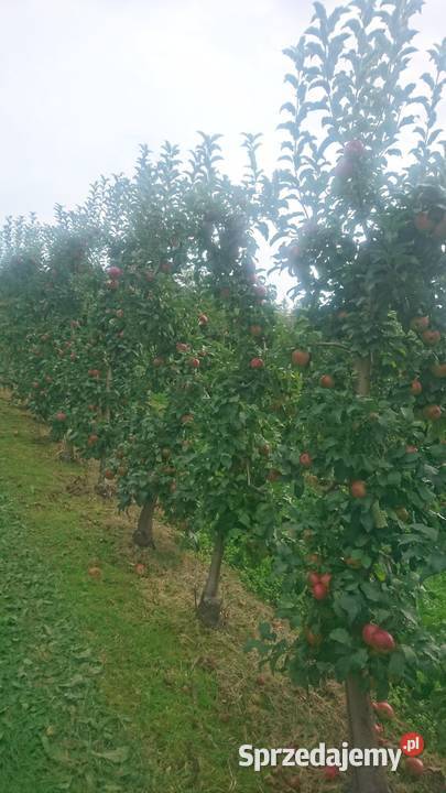 SPRZEDAJEMY CZAS DUŻE DRZEWA OWOCOWE małopolska małopolskie Jodłownik sprzedam