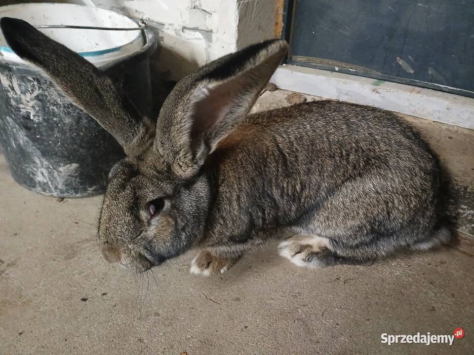 Samiec Rasy Belg Olbrzym podkarpackie Kamień