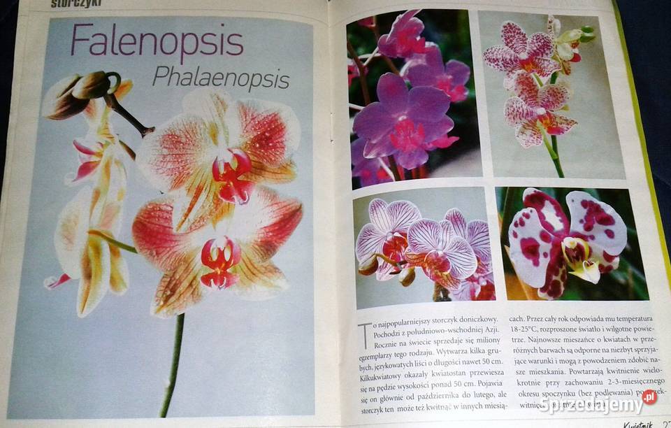 Storczyki Kwietnik poleca Gatunki Wymagania Chełm sprzedam