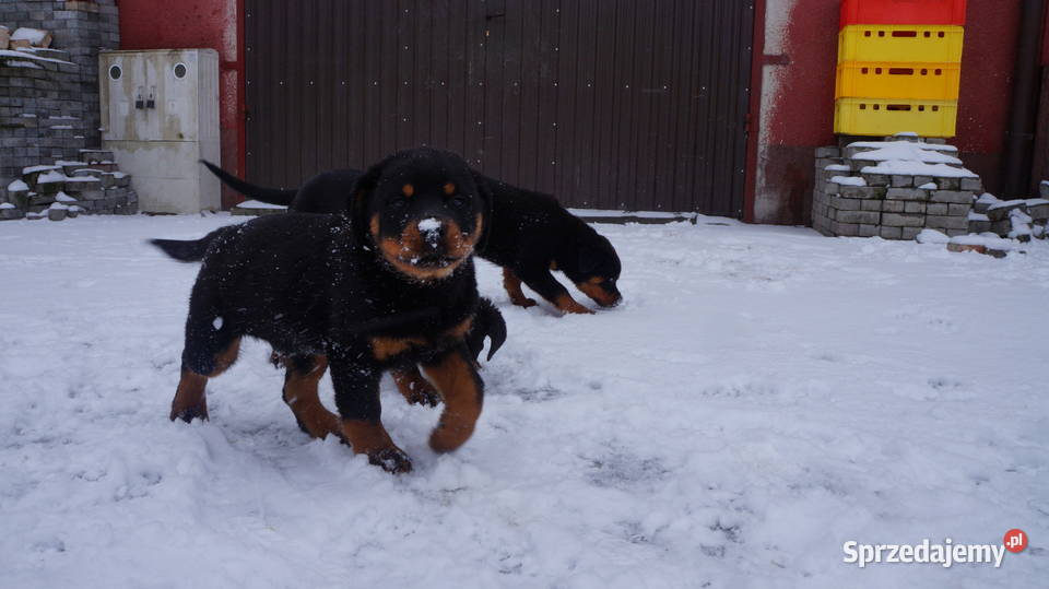 Szczenię Rottweiler Bydgoszcz