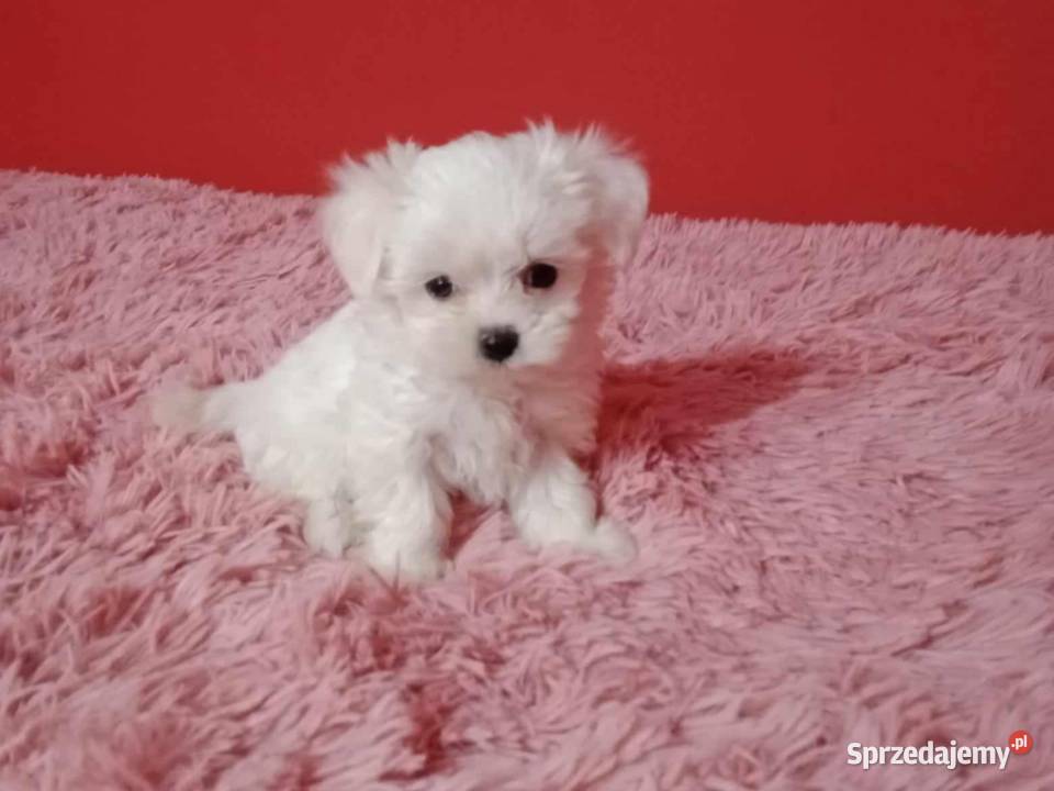 Maltańczyk Maltańczyk śląskie Będzin sprzedam