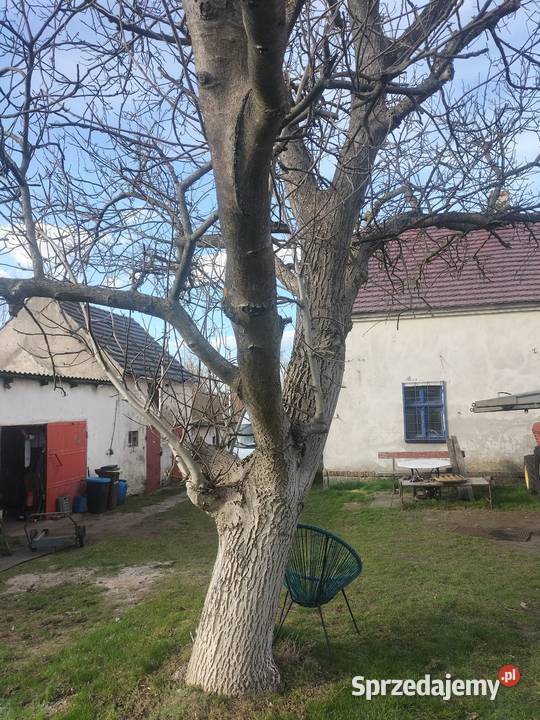 Orzech włoski do sprzedania do uzgodnienia dolnośląskie Bolesławiec