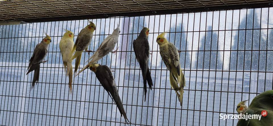 Redukcja hodowli papug Grodzisk Wielkopolski sprzedam