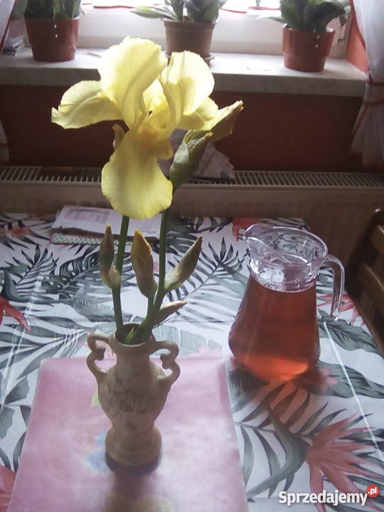 Żółte irysy o dużych kwiatach Pszów