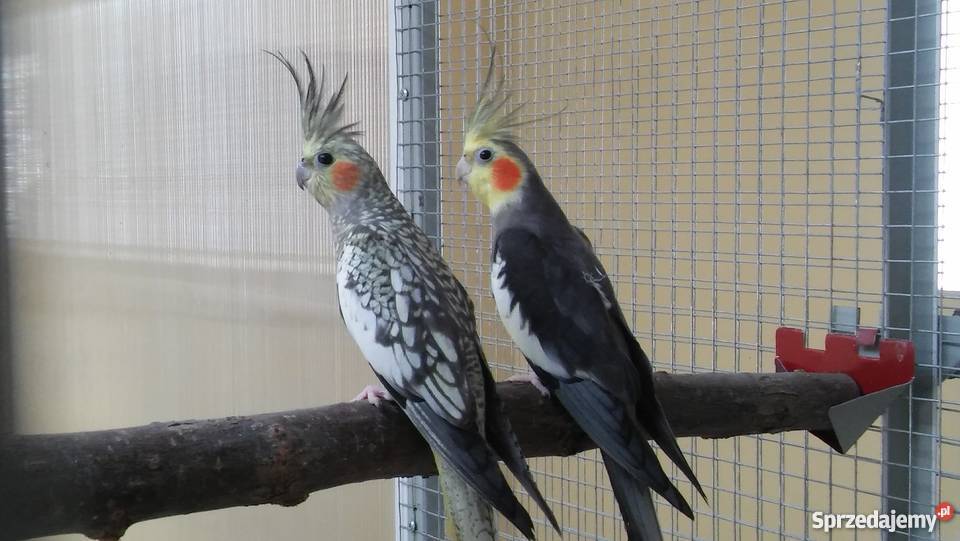 Młode papugi nimfy z 2018r Zielona Góra sprzedam