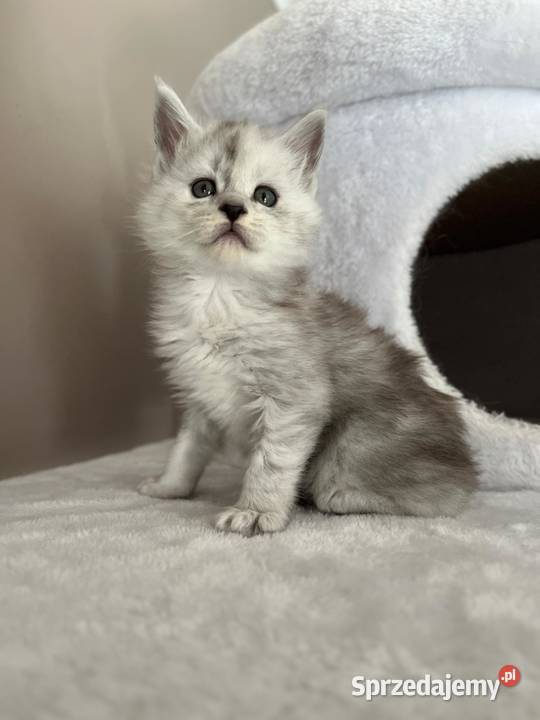 Jaskier kocur Maine Coon kujawsko-pomorskie Szembruk