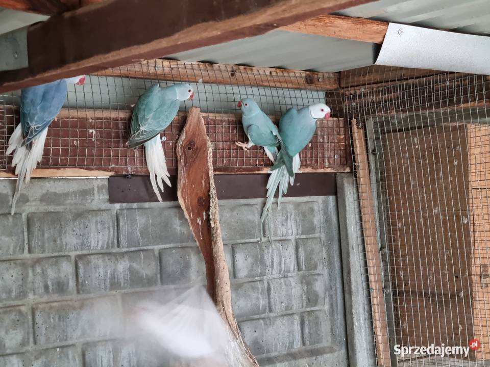 Aleksandretty rudosterki barwinki Odolanów