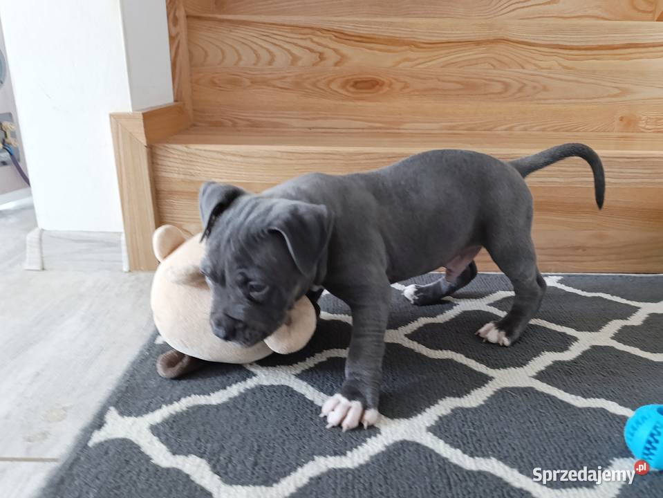 Amstaff błękitne szczenięta mazowieckie Płock