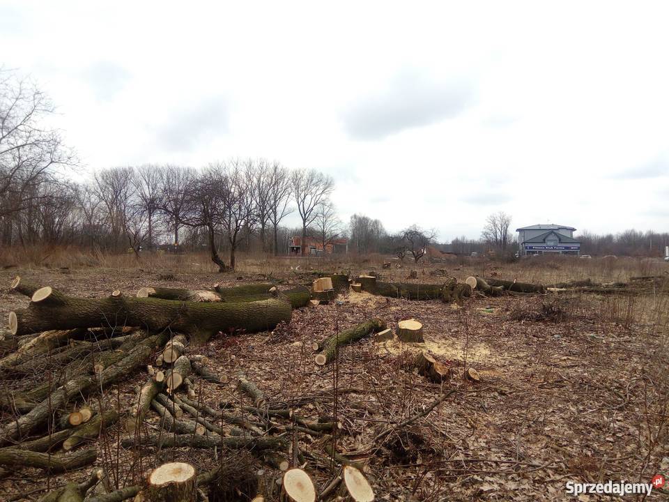 Dęby super Pozostałe mazowieckie sprzedam